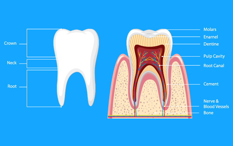 Traditional-Approaches-to-Preventing-Bone-Loss